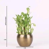 Lucky bamboo plant from the Lucky Thoughts Plants Trio in a 3-inch gold metal planter, ideal for indoor spaces with low maintenance needs.